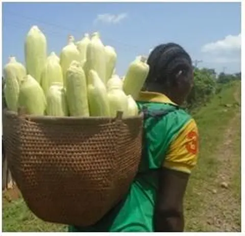 Nama dich tic kantam xepinsa 