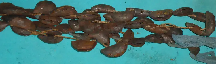 Toria toqan tustaguc